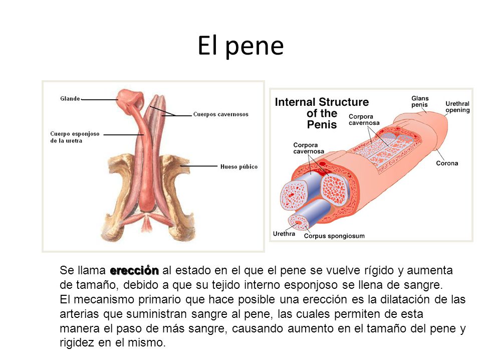 Si es posible aumentar el miembro por los esteroides